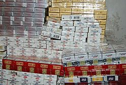 Przemycane papierosy skażone świńską krwią