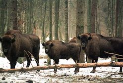 Będą strzelać do żubrów