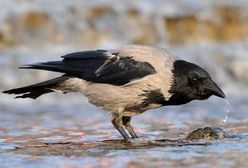 Inwazja wron na Jekaterynburgu