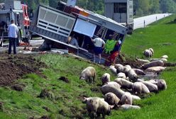 Prosięta zablokowały autostradę