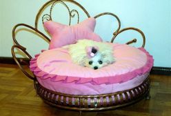 Nie uwierzysz, jak one żyją...