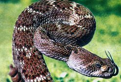 Węże opóźniły pociąg relacji Gdynia-Zakopane