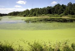 Ekolodzy zapowiadają "niespodziankę" dla rządzących