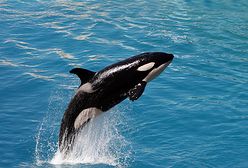 Orka zabiła trenerkę w parku rozrywki na Florydzie