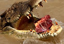 Dramatyczna walka 45-latka z 2,7-metrowym potworem