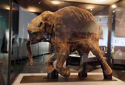 Znaleźli mamuta sprzed 42 tys. lat