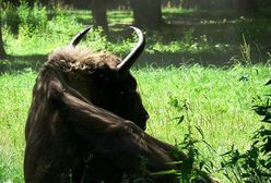 Bieszczady oczekują niezwykłych narodzin