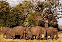 Pierwszy powszechny spis słoni na Sri Lance