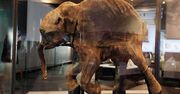Znaleźli mamuta sprzed 42 tys. lat