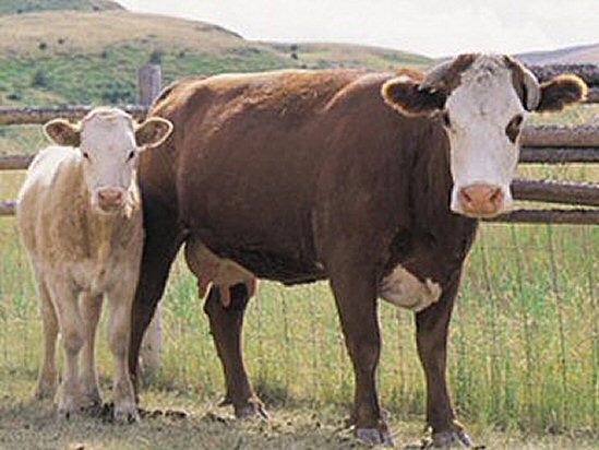 Krowy, które mają imiona, dają więcej mleka