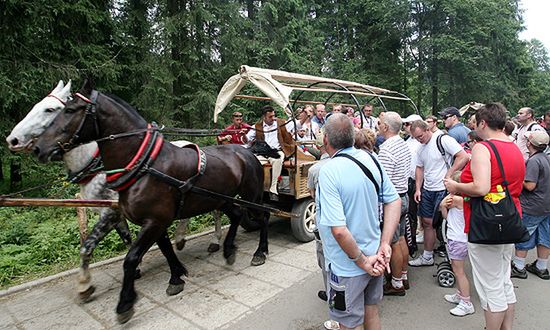 Przeciążone, zmęczone - konie z Tatr