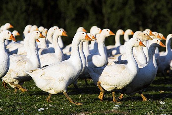 "Polak kseruje i polewa tam kawę" - rozwinie skrzydła?