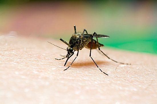 Komary odporne na środki owadobójcze, zabijają dzieci