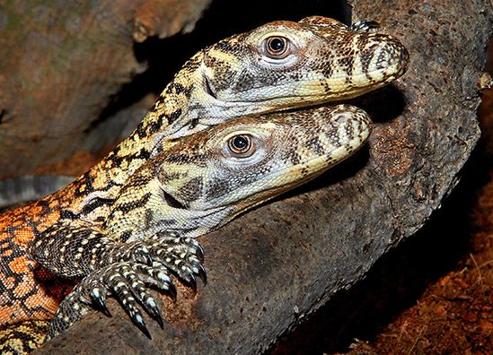 W Zoo w Los Angeles urodziły się 22 warany z Komodo