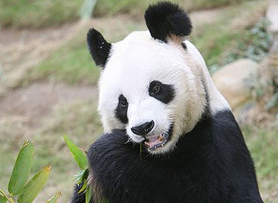 Panda urodziła ósmego niedźwiadka