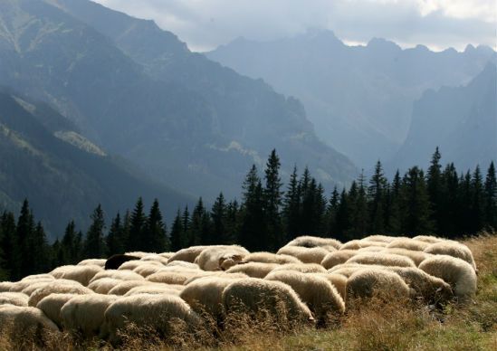 W Tatrach spadł śnieg; "To jeszcze nie zapowiedź zimy"