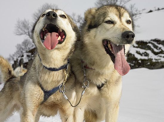 Brutalnie zabił sto psów husky, bo "już nie były potrzebne"