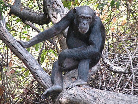 Szympans z wrocławskiego zoo dostał etat urzędnika