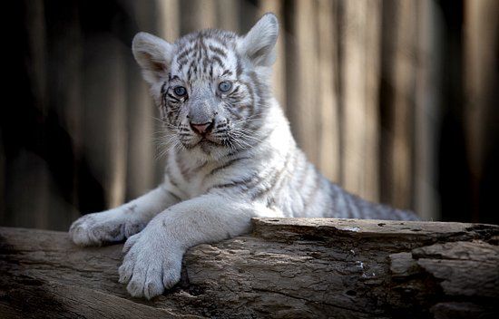 Chilijskie zoo świętuje narodziny białych tygrysków