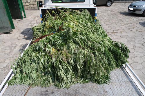 Policjanci przechwycili 6 ton marihuany