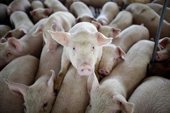 Na Litwie brakuje leków przeciwko świńskiej grypie