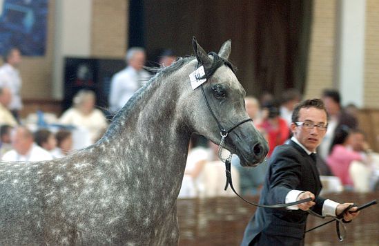 Zapłacili ponad 2,5 miliona euro za polskie araby