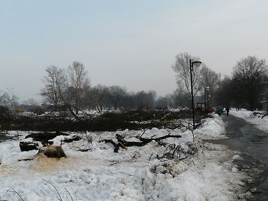 Masakra warszawskich drzew w majestacie prawa