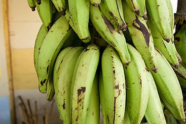 Unia Europejska kończy 16-letnią wojnę o banany