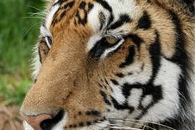 Tygrys-ludojad w Indiach zagryzł siedem osób