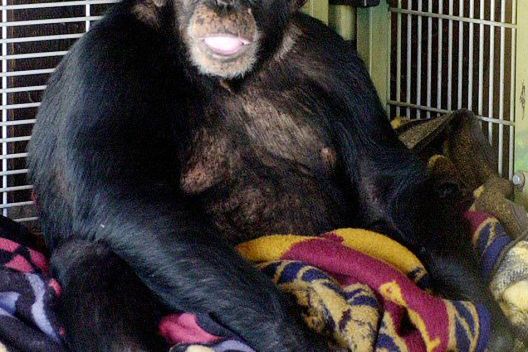 Policja zastrzeliła szympansa z reklam coca-coli