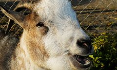 Tam ciszę wyborczą złamała... koza