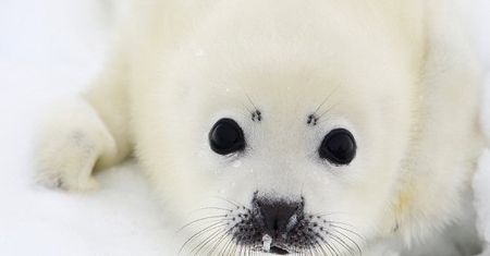 Pankracy i Skaffa - nowo narodzone foki bliźniaki