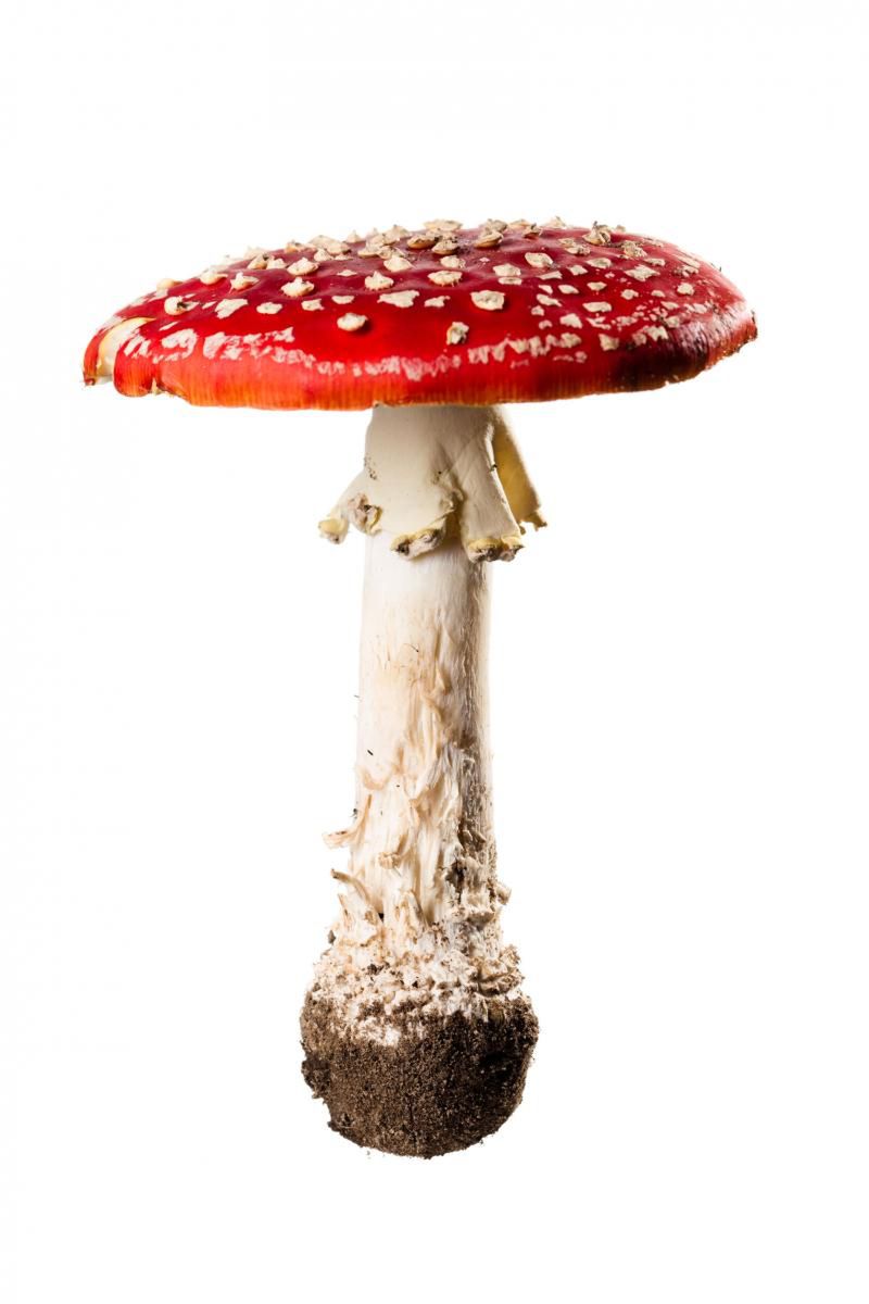 Grzyby trujące zawierają trujące jady i mogą doprowadzić do śmierci