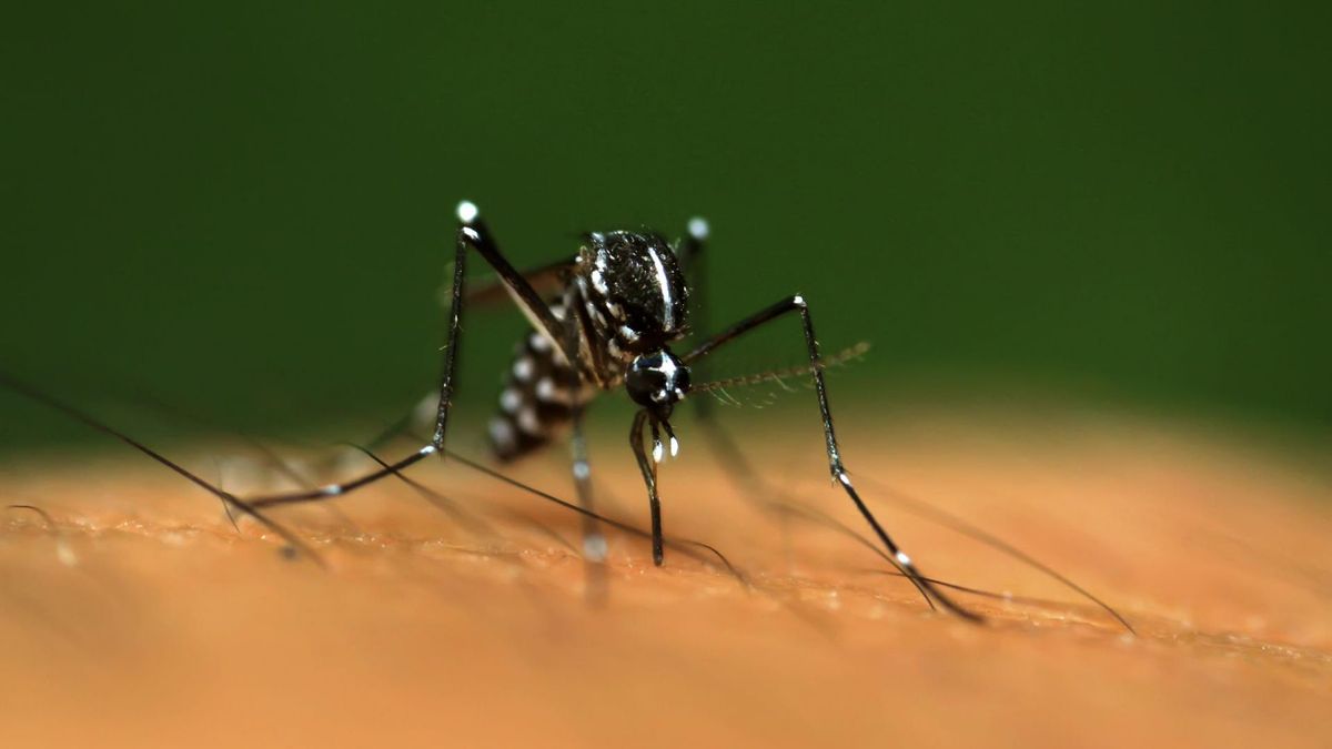 Geraniol – naturalny sposób na komary  