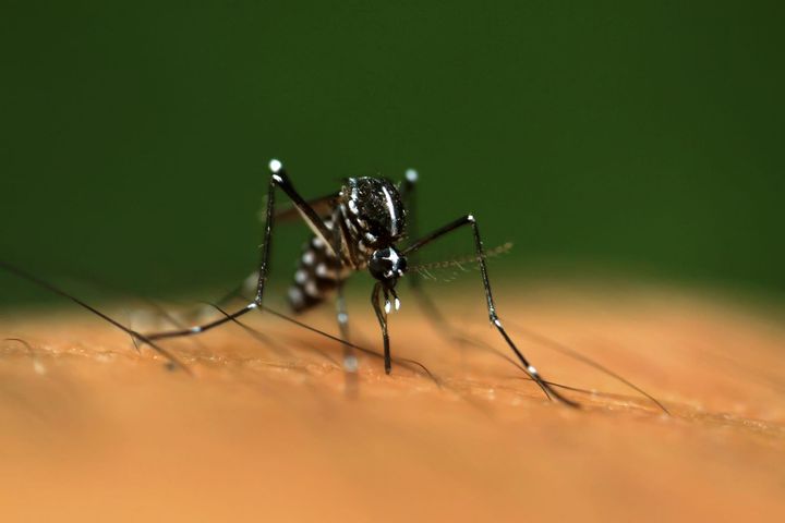 Geraniol – naturalny sposób na komary  