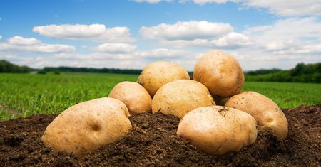 Niezwykłe zastosowania ziemniaka. Naturalny sposób na promienną skórę (WIDEO)