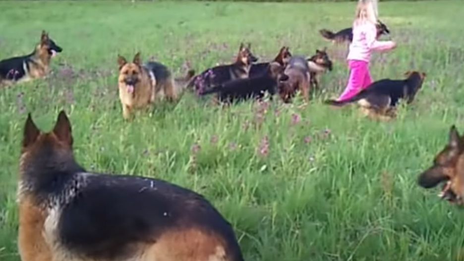 14 owczarków i mała dziewczynka. Niesamowite nagranie