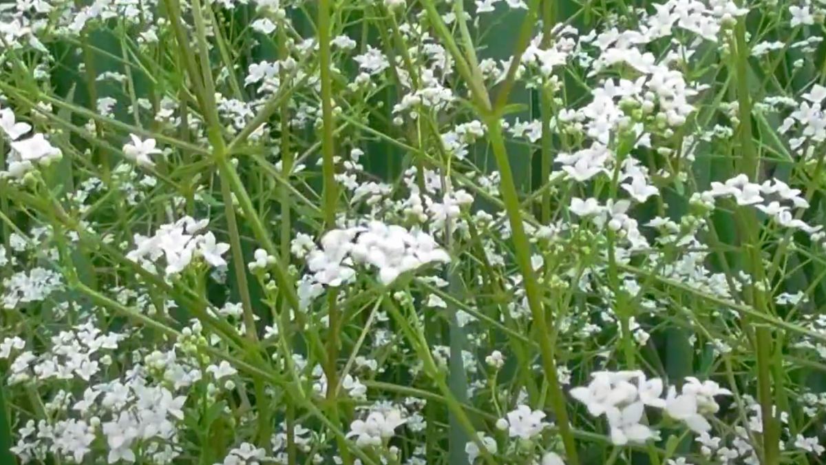 Przytulia właściwa wspiera krążenie limfy, pomaga usunąć nadmiar wody i korzystnie wpływa na skórę.