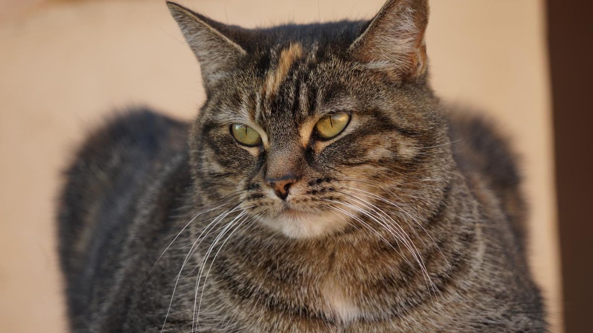 Co oznacza "pozycja na chlebek"?