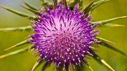 Leki roślinne w leczeniu chorób wątroby