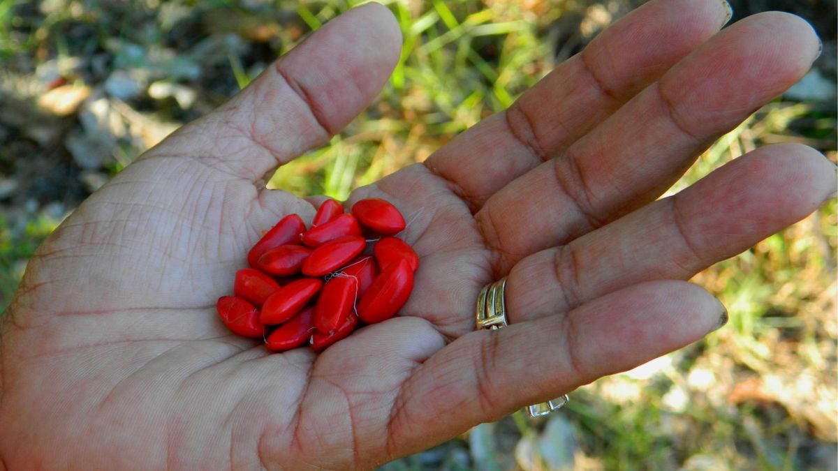 Mirakulina jest mało znana, ale bardzo zdrowa. Naturalny słodzik dla osób z cukrzycą