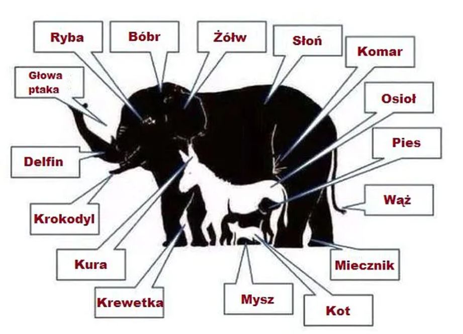 Na obrazku widać aż 16 różnych zwierząt
