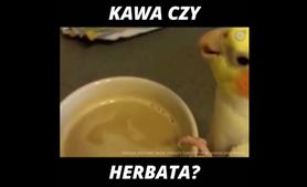 Kawa czy herbata? (WIDEO)