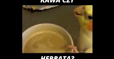 Kawa czy herbata? (WIDEO)
