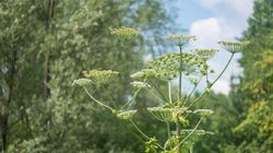 Szczególnie groźna w upalne dni. Ta roślina może poparzyć również na odległość