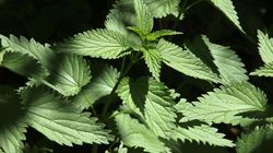 Właściwości pokrzywy - składniki odżwycze, wpływ na organizm, stosowanie, przeciwwskazania