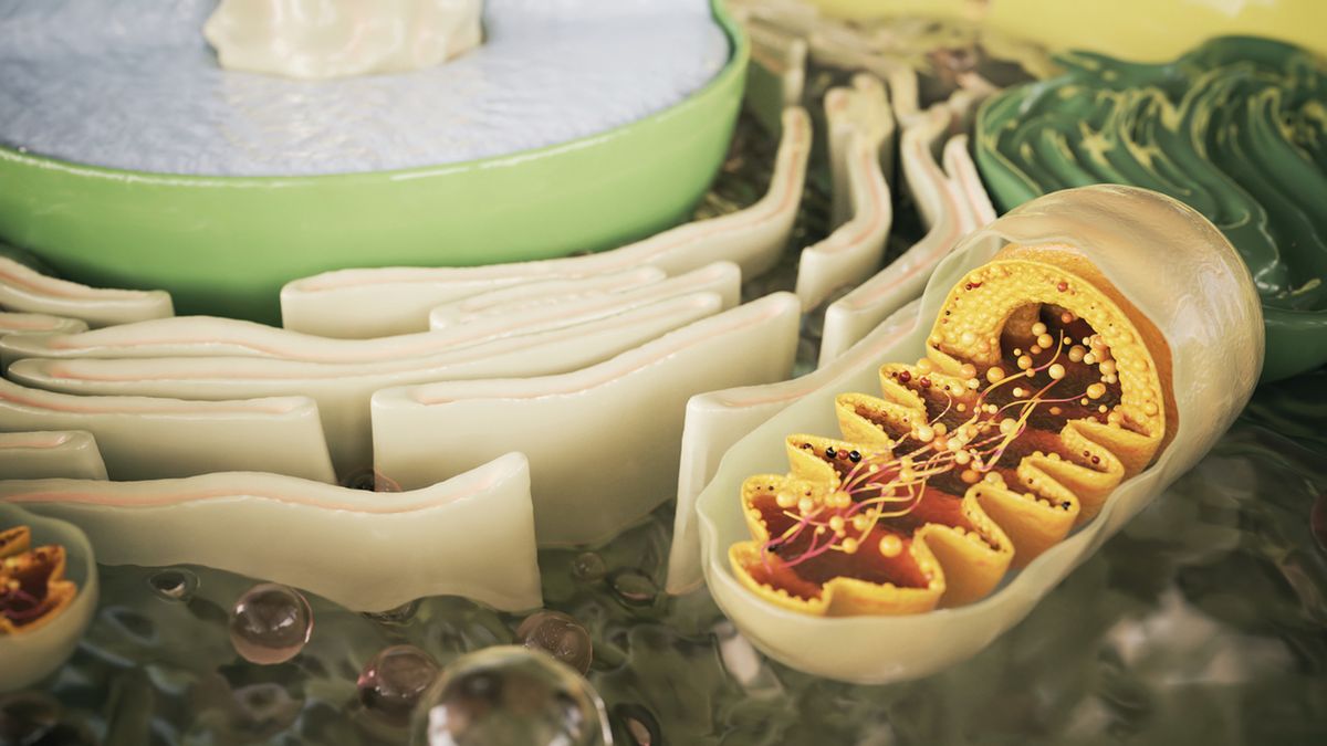 Choroby mitochondrialne są spowodowane mutacjami genowymi.