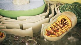 Choroby mitochondrialne - przyczyny, objawy, diagnostyka, leczenie, rokowania