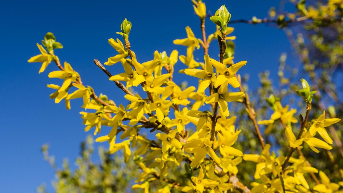 Na wiosnę cieszy oczy. Mało kto wie, że wzmacnia odporność i korzystnie wpływa na skórę