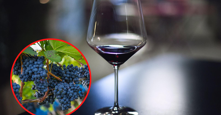 Czerwone wino pomoże w leczeniu cukrzycy? Lekarz ma ważną radę